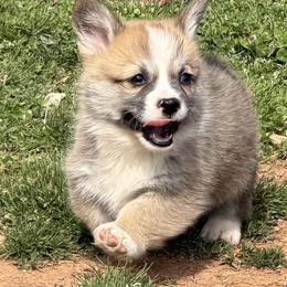 Boy 1 - Red male Pembroke Welsh Corgi puppy in Moulton, Alabama from Reed's Pembroke Corgi Welsh