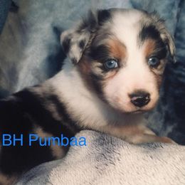 Australian Shepherd Puppies from BellaHara