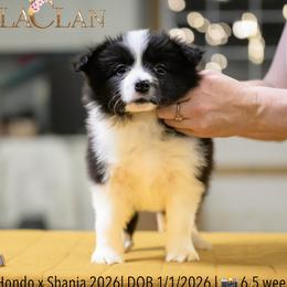 Girl 4 - Black and white female Border Collie puppy in Bryantown, Maryland from Bellaclan Border Collies