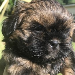 Shih Tzus from Ebony’s Pups
