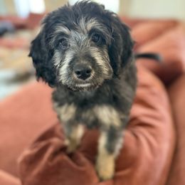 Fannie - female Bernedoodle puppy in Sarasota, Florida from Doodle Lovin