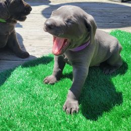 Weimaraner Puppies from L&M Weimaraners