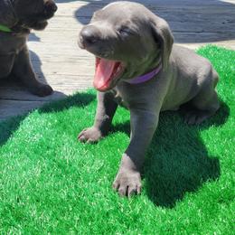 Weimaraner Puppies from L&M Weimaraners