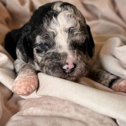 Tide - Merle male Cockapoo puppy in Saint Louis, Missouri from Jax Doodles