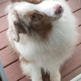 Australian Shepherds from Makaraena