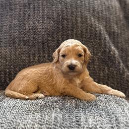 Honey - Apricot female Goldendoodle puppy in Fayetteville, Arkansas from Mountain Grove Doodles