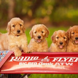 Goldendoodle Puppies from Tejas Doodles