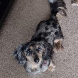 Ash - Dachshund