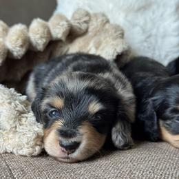 Pepper- AKC 5750 - Dapple female Dachshund puppy in Krum, Texas from Tired Chef Dachshunds