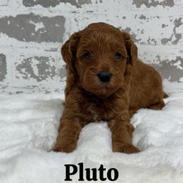 Pluto - Red  male Goldendoodle puppy in Nortonville, Kentucky from Deb’s KY Doodles