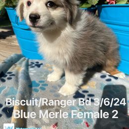 Australian Shepherd Puppies from Worsham’s Toys and Minis Australian Shepherds