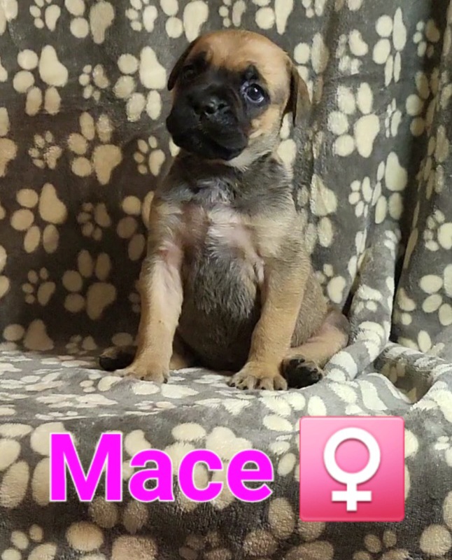 MACE - PINK - Fawn Cane Corso puppy in Kimball, Michigan from Sicario Cane Corso