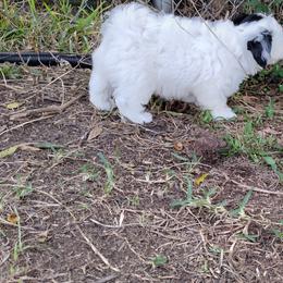 Coton de Tulear Puppies from Marilyn Edwards