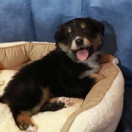 Snoopy - Black tri male Miniature Australian Shepherd puppy in Macomb, Missouri from Faunus Farms and Aussies