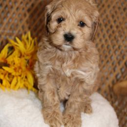 Girl 1 - Buff and white female Cockapoo puppy in Mississippi from Ewing Acres