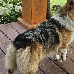 American Corgis, Collies, and Pembroke Welsh Corgis from Voneida Collies & Corgis