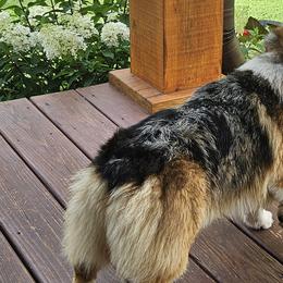 American Corgis, Collies, and Pembroke Welsh Corgis from Voneida Collies & Corgis