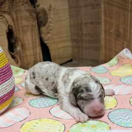 Girl 1 - Red merle female Aussiedoodle puppy in Lavonia, Georgia from H & A Kennels