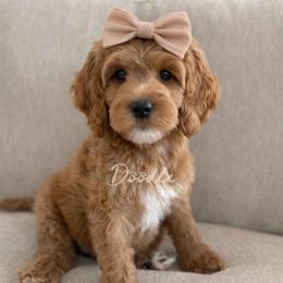 Padmé - Apricot female Goldendoodle puppy in Gilbert, Arizona from Doodle Bliss