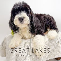 Sprinkles - Tri-color male Bernedoodle puppy in Baroda, Michigan from Great Lakes Bernedoodles