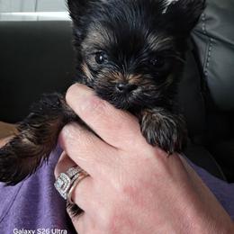 Boy 1 - Black and tan male Yorkshire Terrier puppy in Mobile, Alabama from Southern Elite Yorkies
