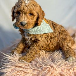Mickey - Red  male Goldendoodle puppy in Fort Collins, Colorado from Front Range Family Doodles