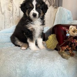 "Kya; female" Miniature Australian Shepherd Puppies from April Meadows Farm