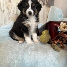 "Kya; female" Miniature Australian Shepherd Puppies from April Meadows Farm