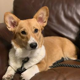 Bailey - Pembroke Welsh Corgi