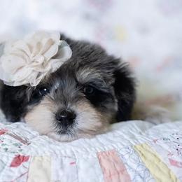 Bernedoodle and Schnoodle Puppies from Grand Lake Poodles & Doodles
