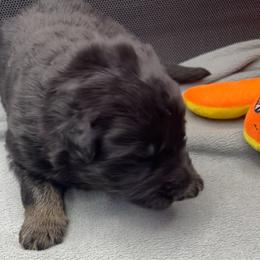 Boy 1 - Black and tan male German Shepherd puppy in Sharon Grove, Kentucky from Julie’s Shepherds