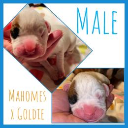 1 - White male Boxer puppy in Butler, Pennsylvania from Schaible's Boxer Huddle