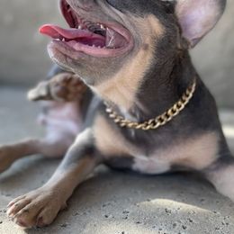 French Bulldogs from Fluffy Carrier Frenchies