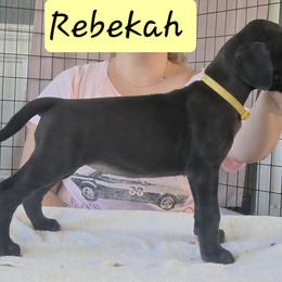 Rebekah - Black female Great Dane puppy in Longview, Texas from Lazy A Danes
