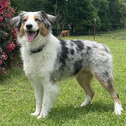 Australian Shepherds from Rad Aussies