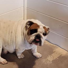 Crystal - Bulldog