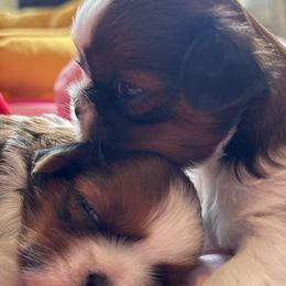 "3 weeks old 💙🩷" Shih Tzu Puppies from Shih Tzus N Giggles