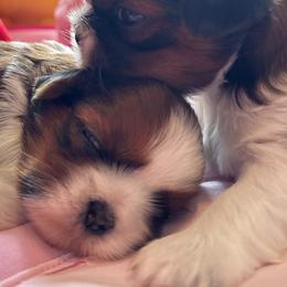 "3 weeks old 💙🩷" Shih Tzu Puppies from Shih Tzus N Giggles