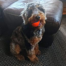 Aussiedoodle, Australian Mountain Doodle, and Bernedoodle Puppies from Magnolia Grove Farms