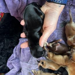 Border Collie and Dachshund Puppies from Chappell Stables