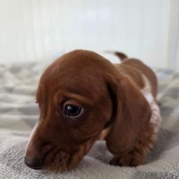Sam - Piebald male Dachshund puppy in Stillwater, Oklahoma from Shade Tree Dachshunds