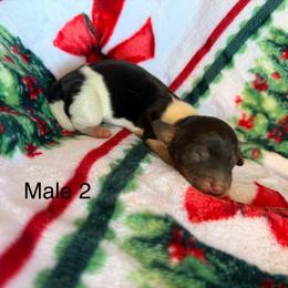 Male 2 - Piebald male Dachshund puppy in Chittenango, New York from Diamond Dachshunds