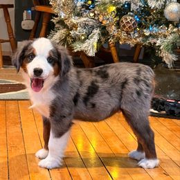 Tate - Blue merle male Miniature Australian Shepherd puppy in Marion, Michigan from Highland Hills Mini Aussies