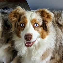Josie - Miniature Australian Shepherd