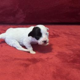 Poppy - Black and white female Coton de Tulear puppy in Avery Creek, North Carolina from AVLCOTONLOVE