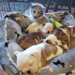 Bulldog and Shetland Sheepdog Puppies from Smooch-A-Bulls English Bulldogs & M&M Shelties