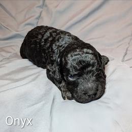 Onyx - Black male Cockapoo puppy in Sunset, Louisiana from Cano Cockapoos