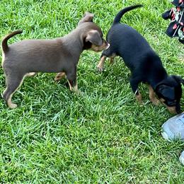 Prague Ratter Puppies from North Star Gem’s Prague Ratters