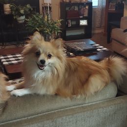 Sarayu - Pomeranian