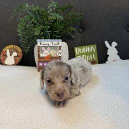 Ember - Dapple female Dachshund puppy in Stilwell, Oklahoma from B & K Dachshunds